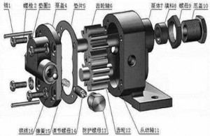 齿轮泵内部